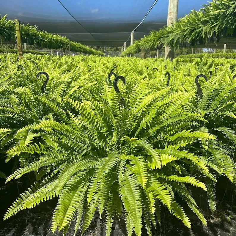 🔥 $9.98 On Sale Only Today  🌱 UV-Resistant Lifelike Artificial Boston Fern