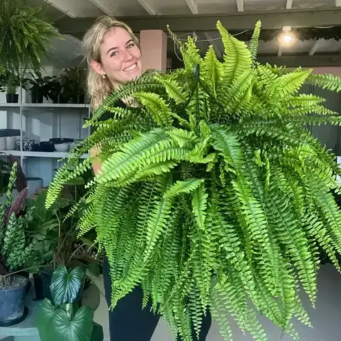 🔥 $9.98 On Sale Only Today  🌱 UV-Resistant Lifelike Artificial Boston Fern