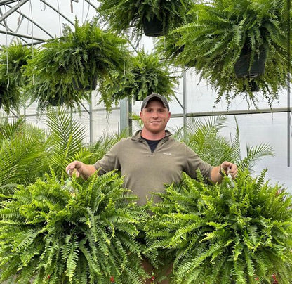 🔥 $9.98 On Sale Only Today  🌱 UV-Resistant Lifelike Artificial Boston Fern